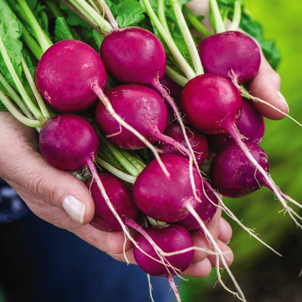 Shop vegetable seeds & Bulbs