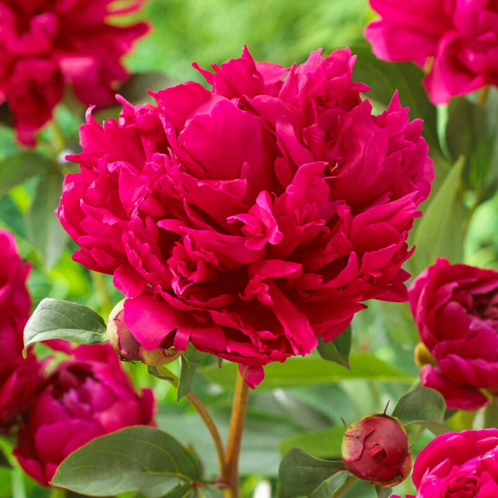 YouGarden Ultimate Peony Bare Root Collection 3 Pack Image 4