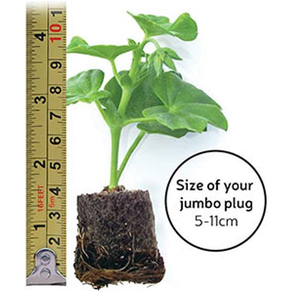 Thompson & Morgan Scabious Kudos Pink Jumbo Plant Plug Image 5