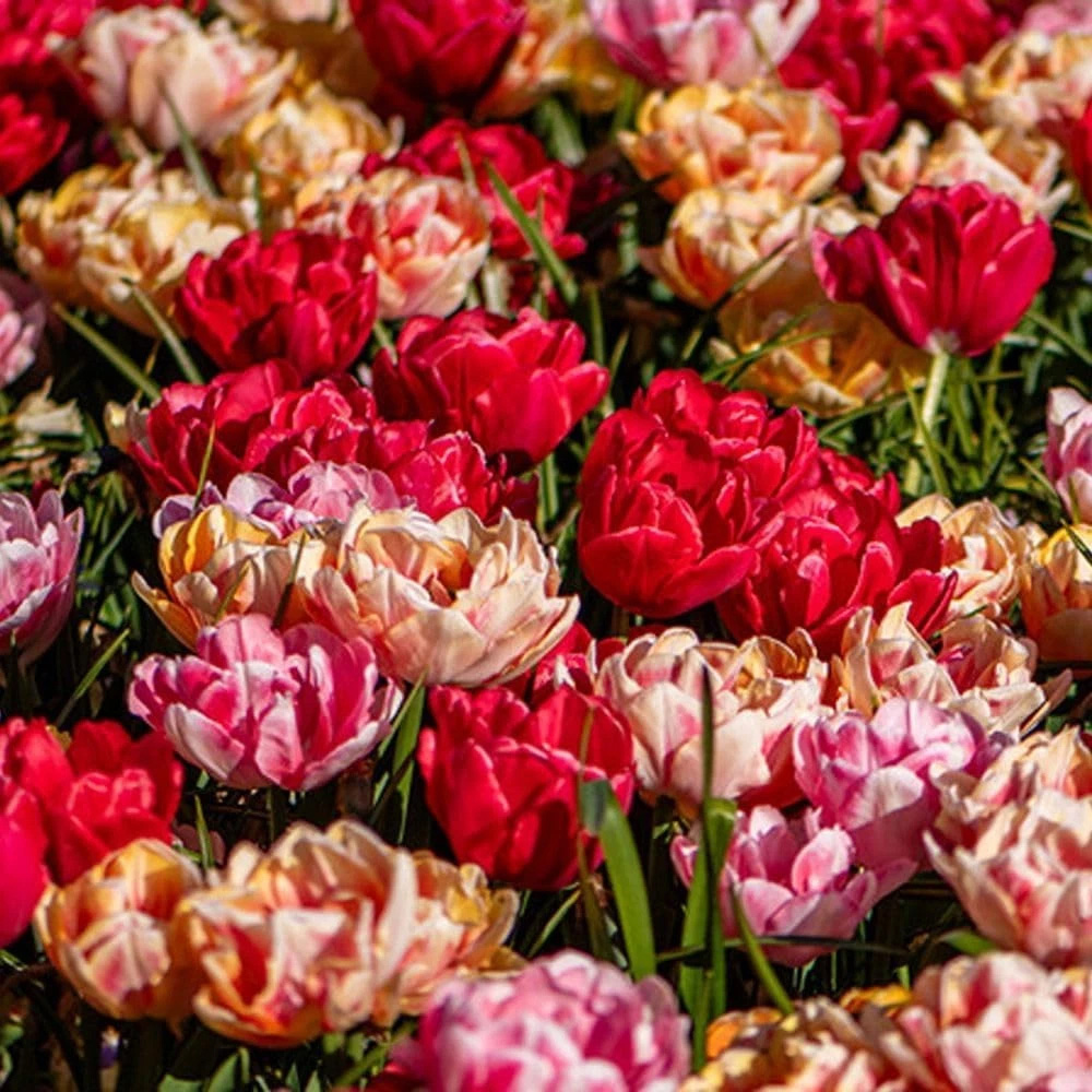 Thompson and Morgan Tulip Foxtrot Collection Planting Bulb 18 Pack Image 2