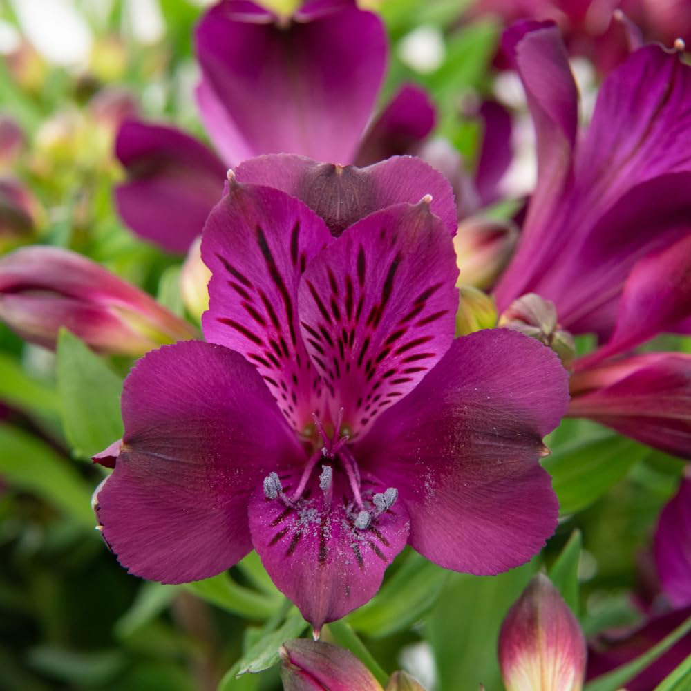 Thompson & Morgan Alstroemeria Inticancha Paraiso Jumbo Plant Plug Image 1