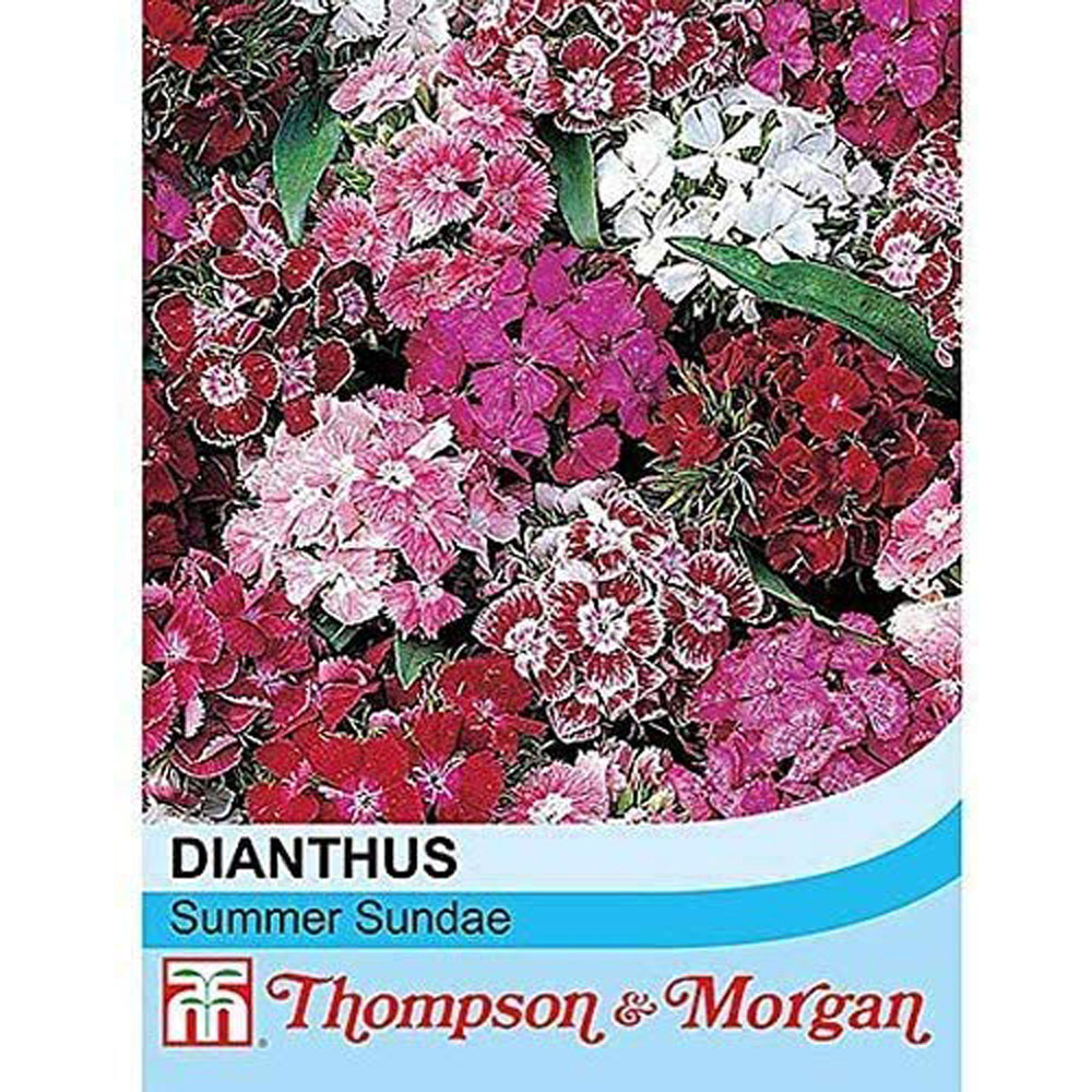 Thompson & Morgan Dianthus Summer Sundae Seeds Image 2