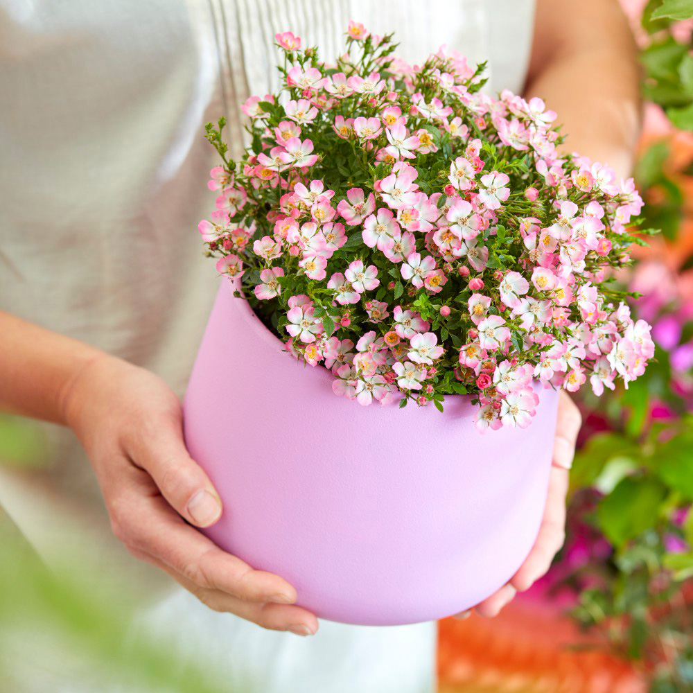 Thompson and Morgan Rosa Cutie Pie Potted Plant 12cm 2 Pack Image 4