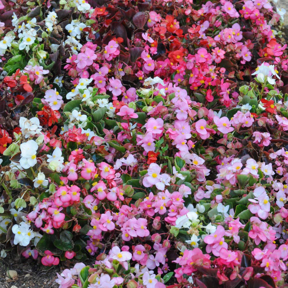 Thompson and Morgan Begonia F1 Lotto Mixed Garden Ready Plant 15 Pack Image 1