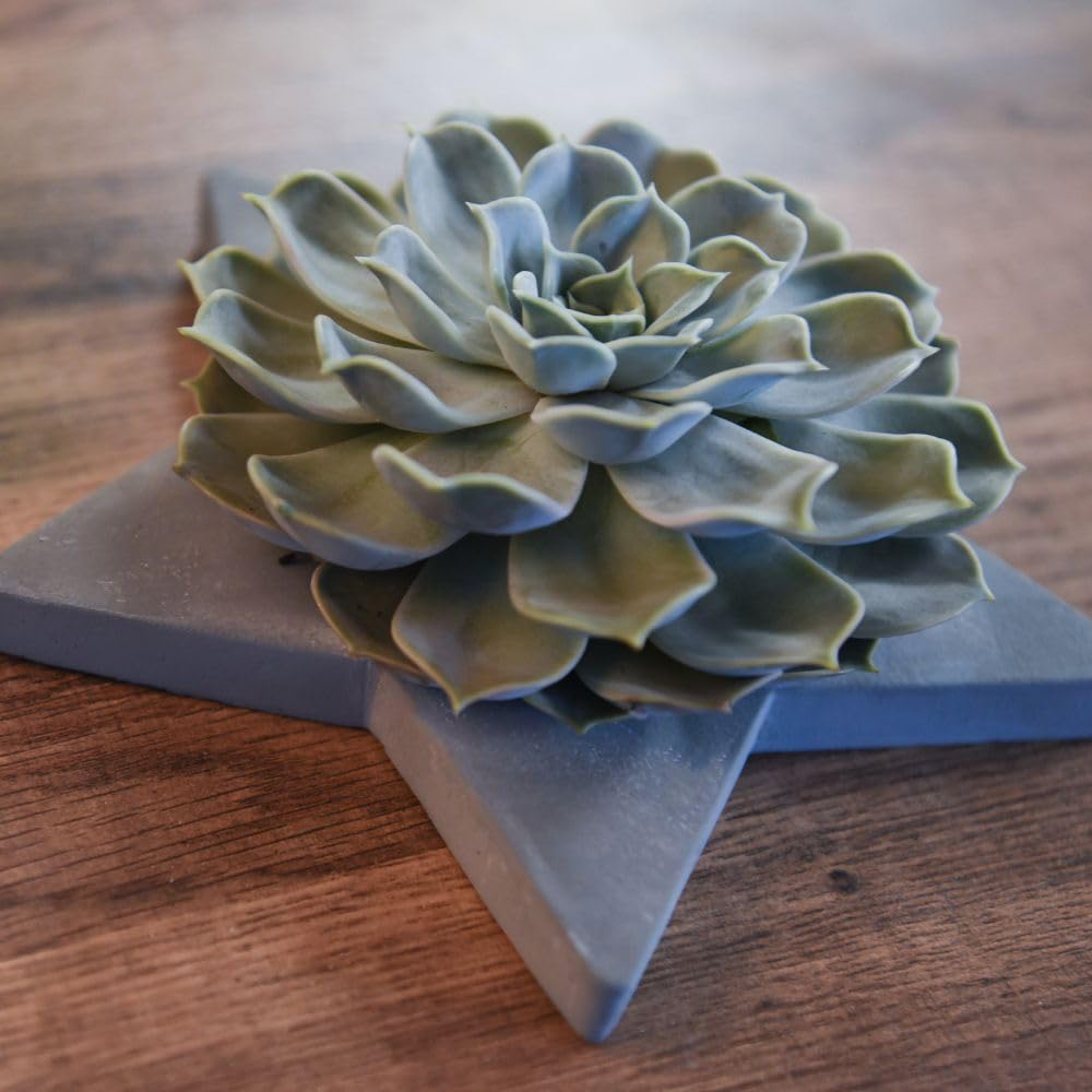Thompson and Morgan Echeveria Mix Succulent Arrangement in Grey Star 2 Pack Image 3