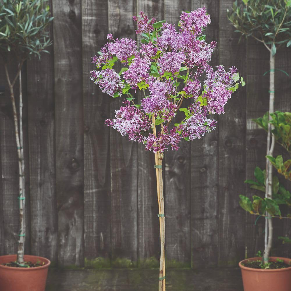 Thompson and Morgan Syringa Meyeri Palibin Plant Pot 60cm Image 4