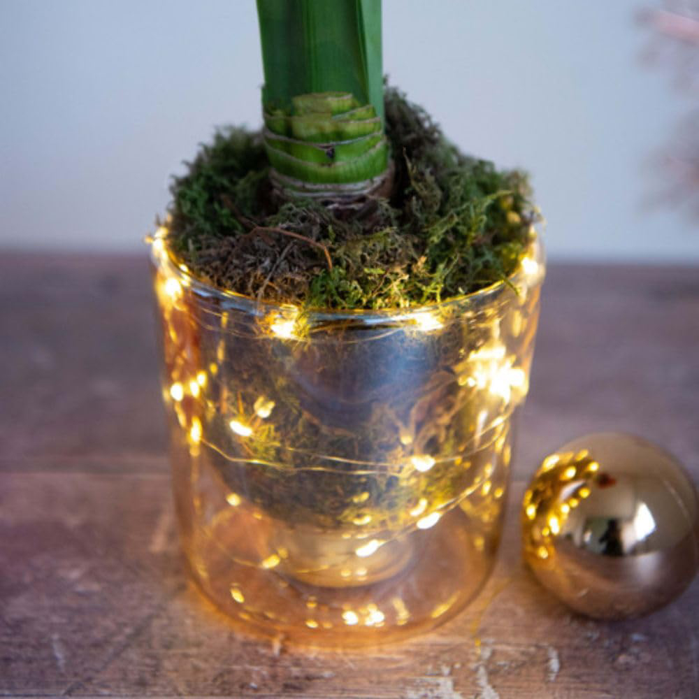 Thompson and Morgan Christmas Gift Amaryllis Plant Pot with LED Image 7