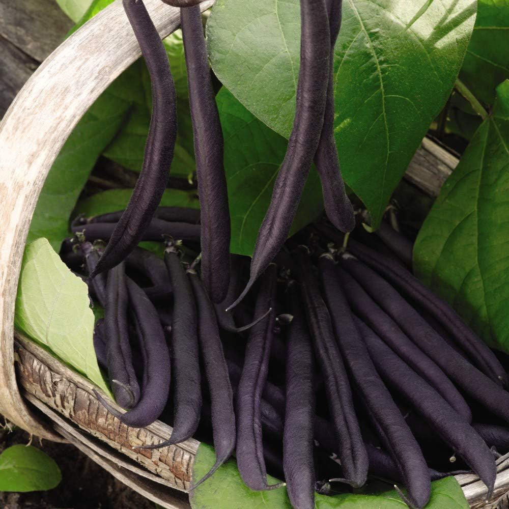 Thompson & Morgan Dwarf Bush Bean Purple Teepee 50 Seeds Packet Image 1
