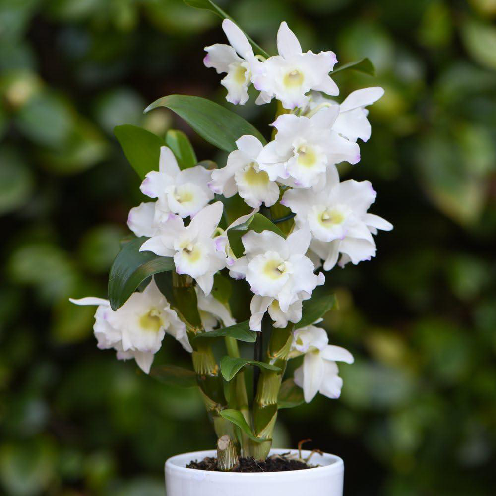 Thompson and Morgan Christmas Gift Orchid Dendrobium Apollon Plant Pot 12cm 2 Pack Image 2