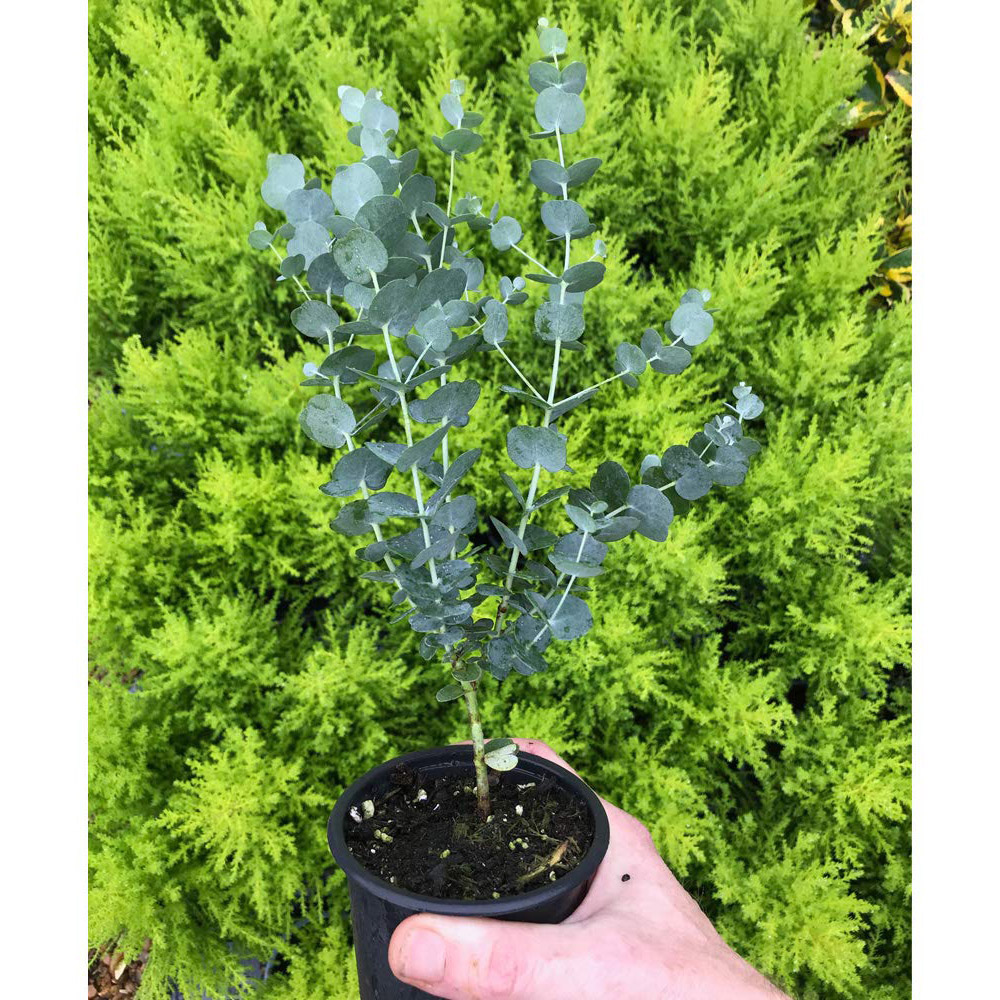 Thompson and Morgan Eucalyptus Gunnii Azura Plant Pot 9cm Image 7
