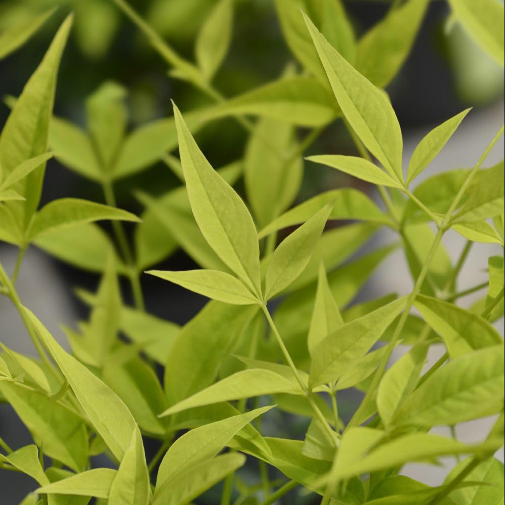 Thompson and Morgan Nandina domestica Magical Lemon and Lime Plant Pot 9cm 3 Pack Image 3