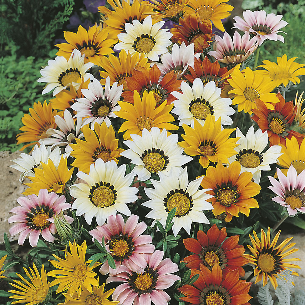 Wilko Gazania Sunshine Mix Flower Seeds Image 1