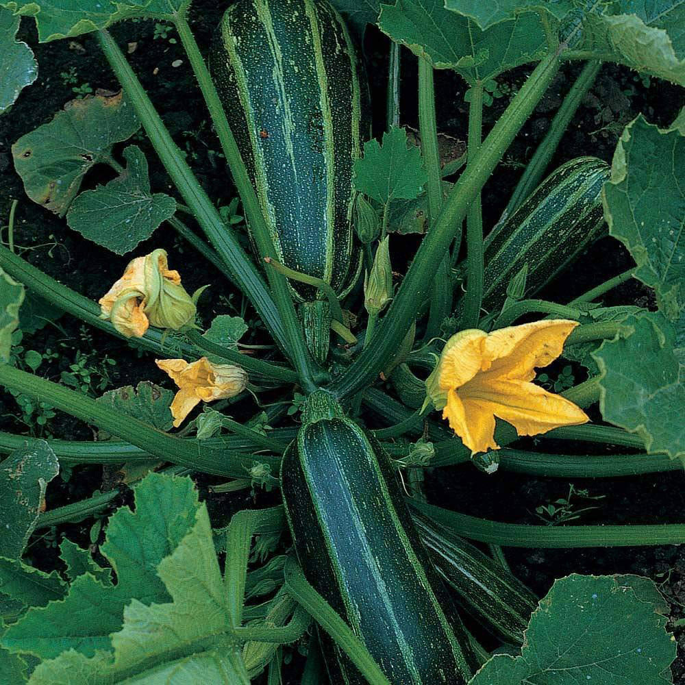 Thompson and Morgan Marrow Green Bush 4 Seeds Image