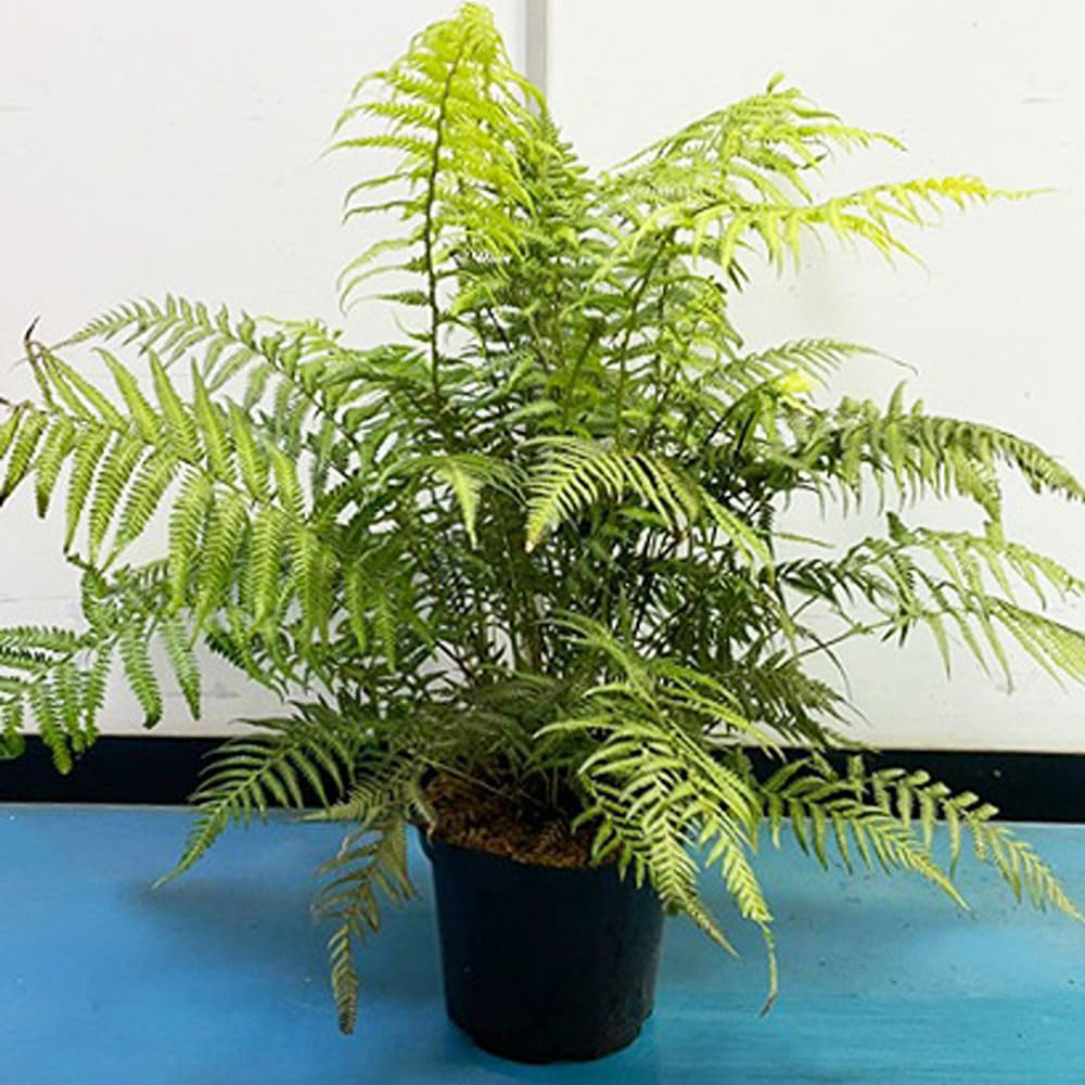 Thompson and Morgan Fern Dicksonia Antartica Plant Pot 9cm Image 1