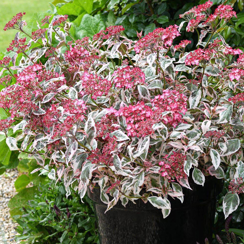 Thompson and Morgan Hydrangea Serrata Euphoria Pink Plant Pot 15cm 2 Pack Image 2