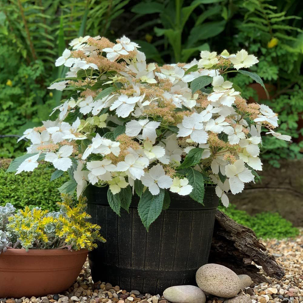 Thompson and Morgan Hydrangea Cloud Nine Plant Pot 9cm 2 Pack Image 3