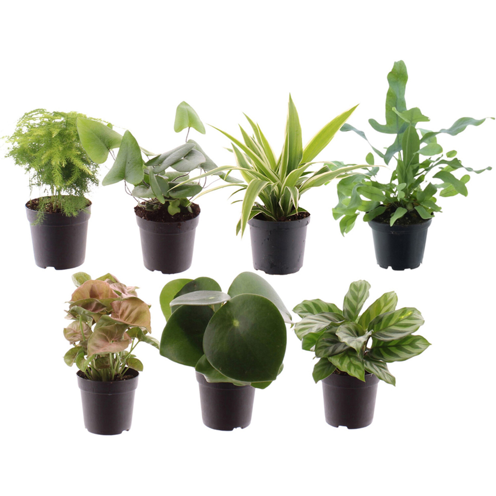 Keen on Green Mix Mini Plants Image
