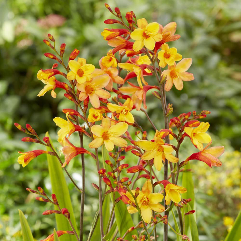 Thompson and Morgan Crocosmia Harlequin Potted Plant 9cm Image 4