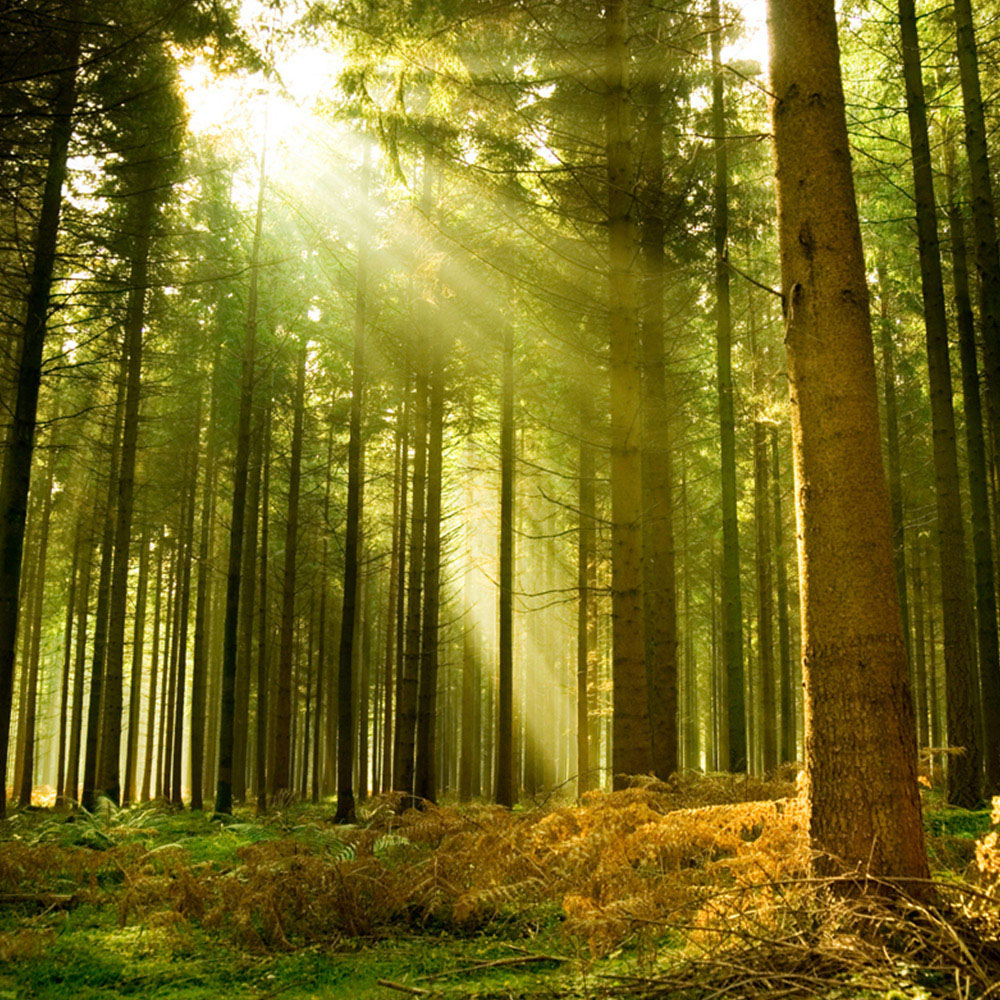 Origin Murals Spruce Forest Green Wall Mural Image 2