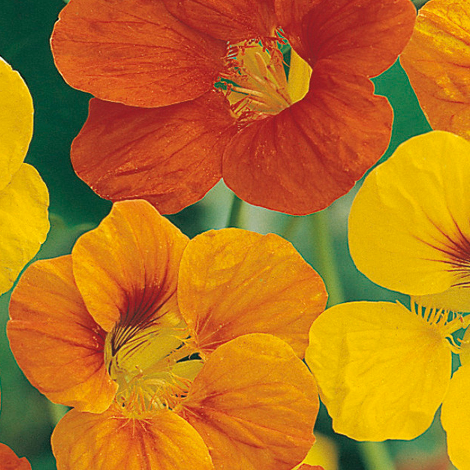 Johnsons Nasturtium Tom Thumb Mixed Flower Seeds Image 1