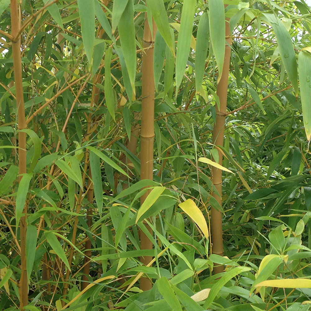 wilko Yellow Bamboo Plant Pot 5L Image 3