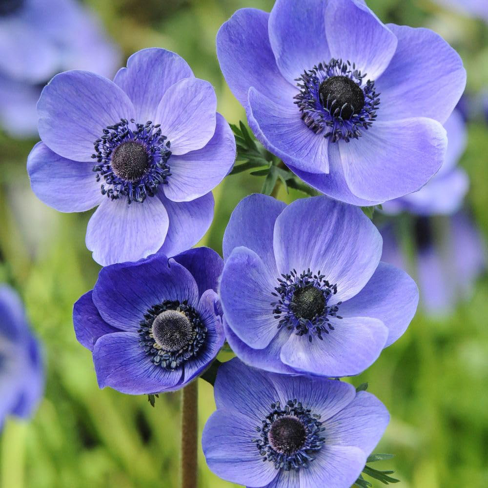 Thompson and Morgan Anemone Rainbow Collection Planting Bulb 350 Pack Image 4