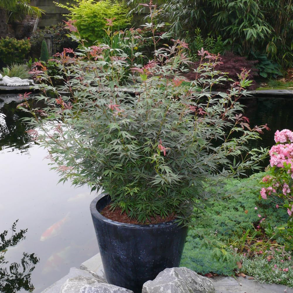 Thompson and Morgan Acer palmatum Jerre Schwartz Plant Pot 6.5L Image 3