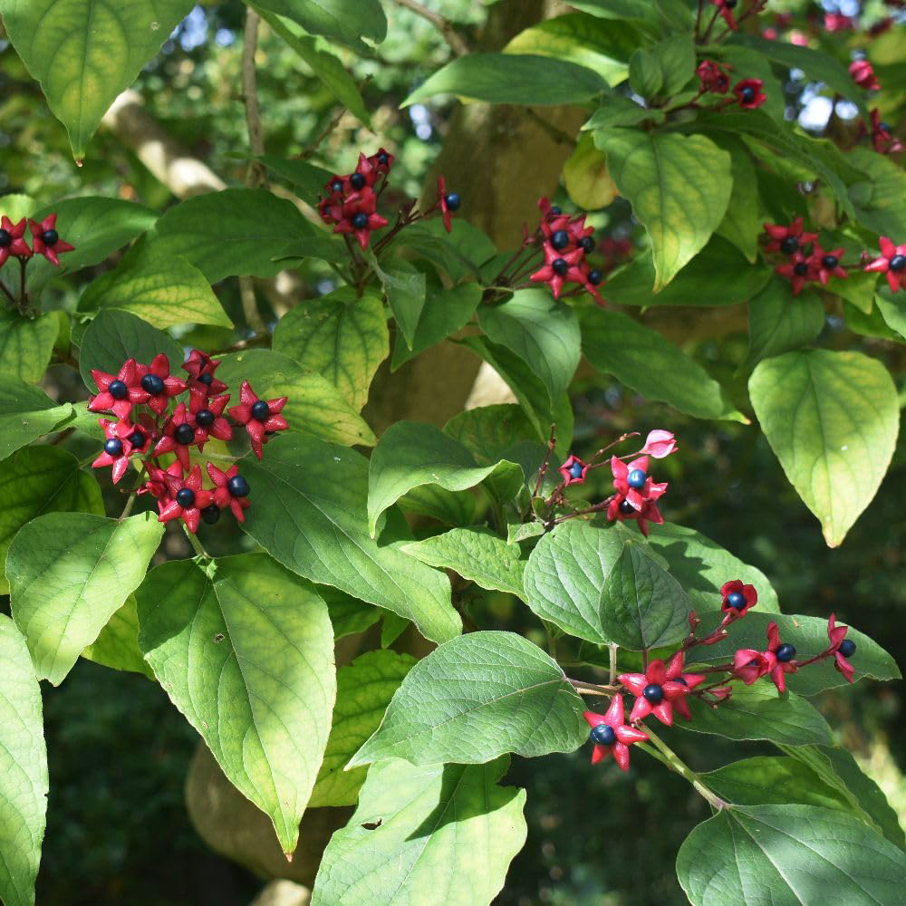 Thompson and Morgan Clerodendrum Trichotomum Plant Pot 25L Image 2