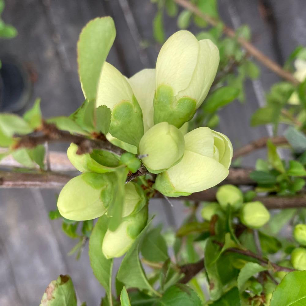 Thompson and Morgan Chaenomeles Lemon Sorbet Plant Pot 9cm Image 4