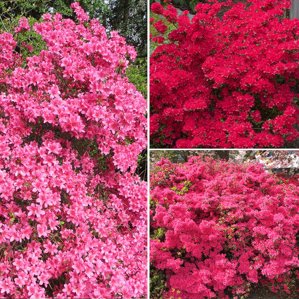 YouGarden Japanese Azalea Collection Plant Pot 9cm 3 Pack Image 1