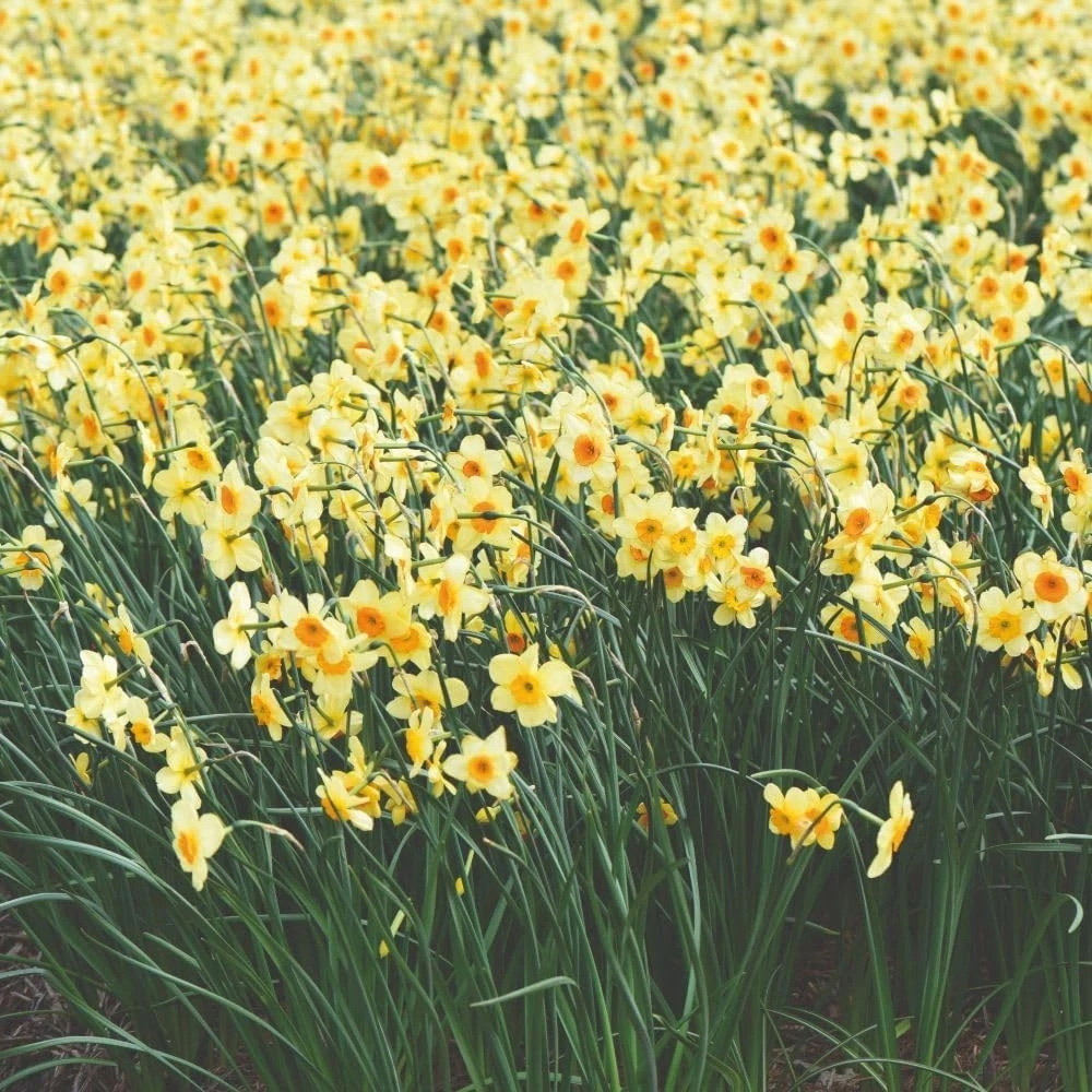 Thompson and Morgan Daffodil Jonquilla Suzy Planting Bulb 32 Pack Image 3