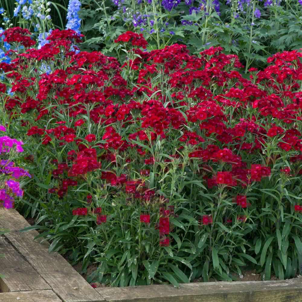 Thompson and Morgan Dianthus Pinks Rocking Red Plant Plug 12 Pack Image 2