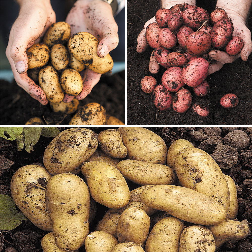 wilko Patio Seed Potato Tubers Selection with Growing Pots and Fertiliser 18 Pack Image 1
