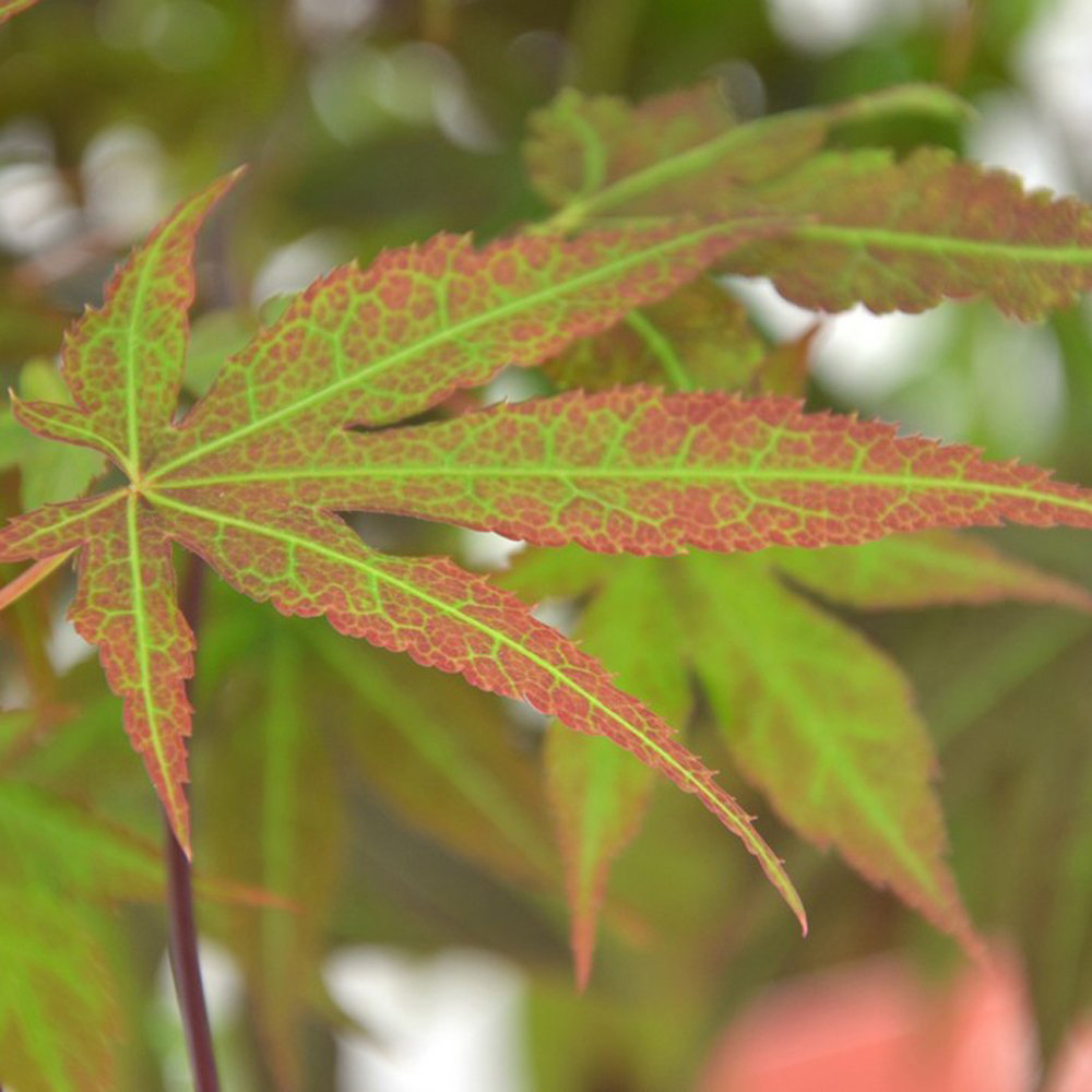 Thompson and Morgan Acer Palmatum Plant in Pot 9cm 2 Pack with Grey Planter 2 Pack Image 4