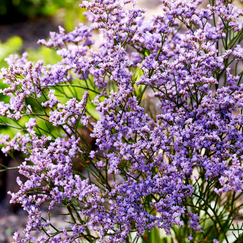 Thompson and Morgan Limonium Gmelinii Dazzle Rocks Plant Pot 2L Image 1