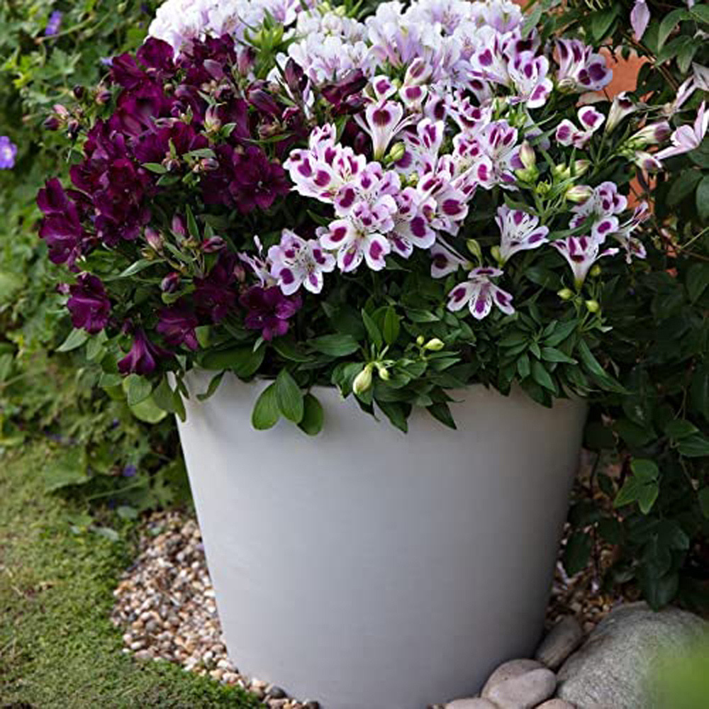Thompson and Morgan Alstroemeria Inticancha Purple Passion Collection Jumbo Plugs 6 Pack Image 2