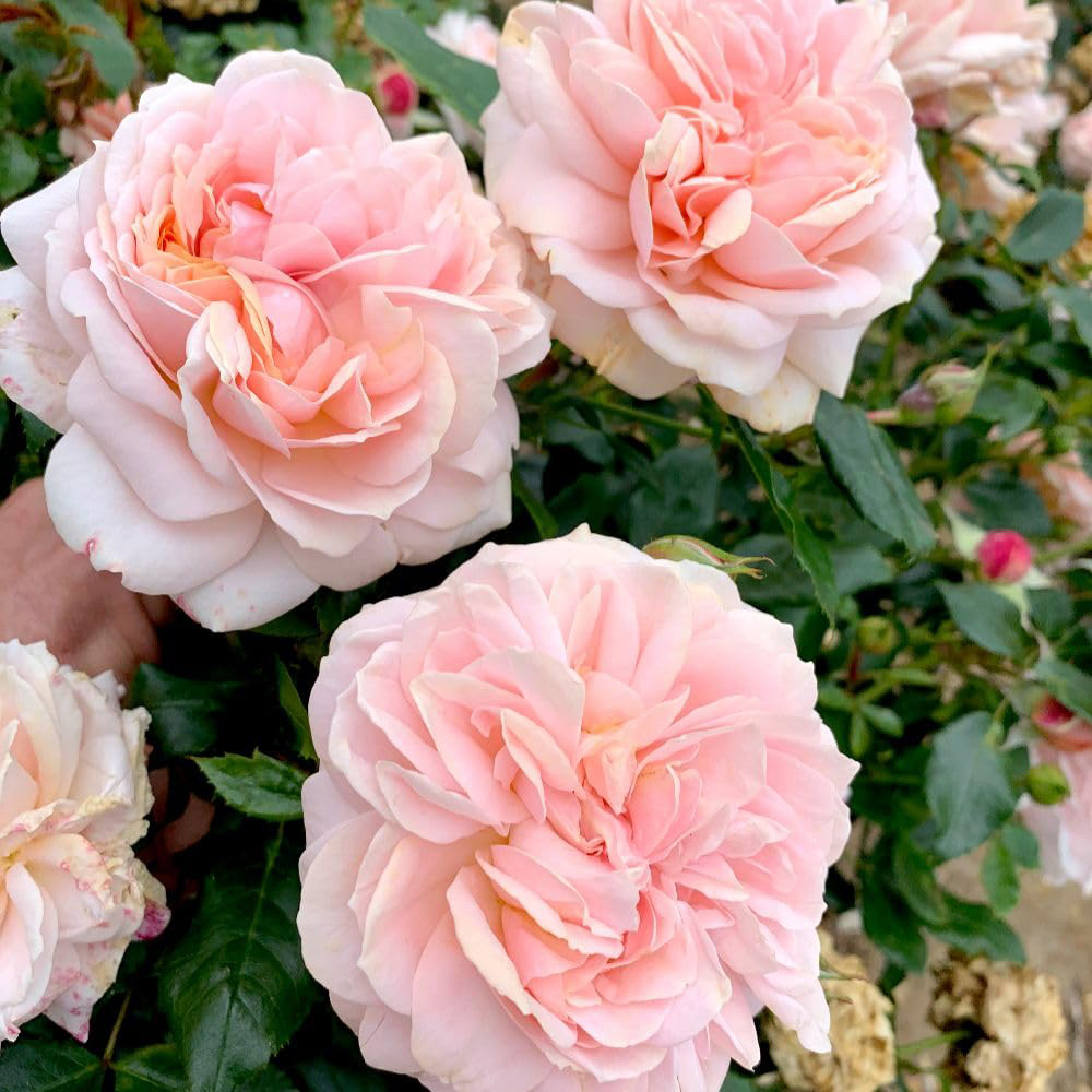 Thompson and Morgan Rose Joie De Vivre Bare Root 2 Pack Image 4