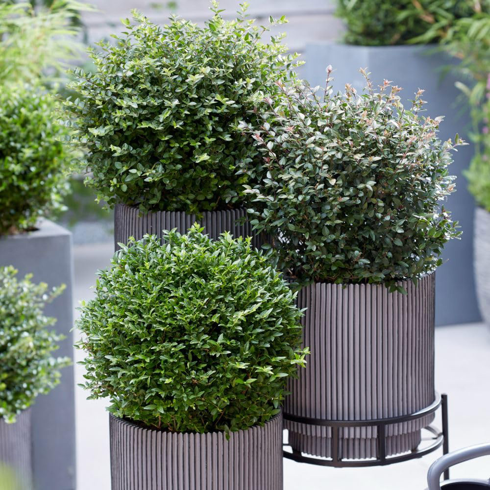 Thompson and Morgan Lonicera Nitida Garden Clouds Copper Glow Plant Pot 3L Image 4