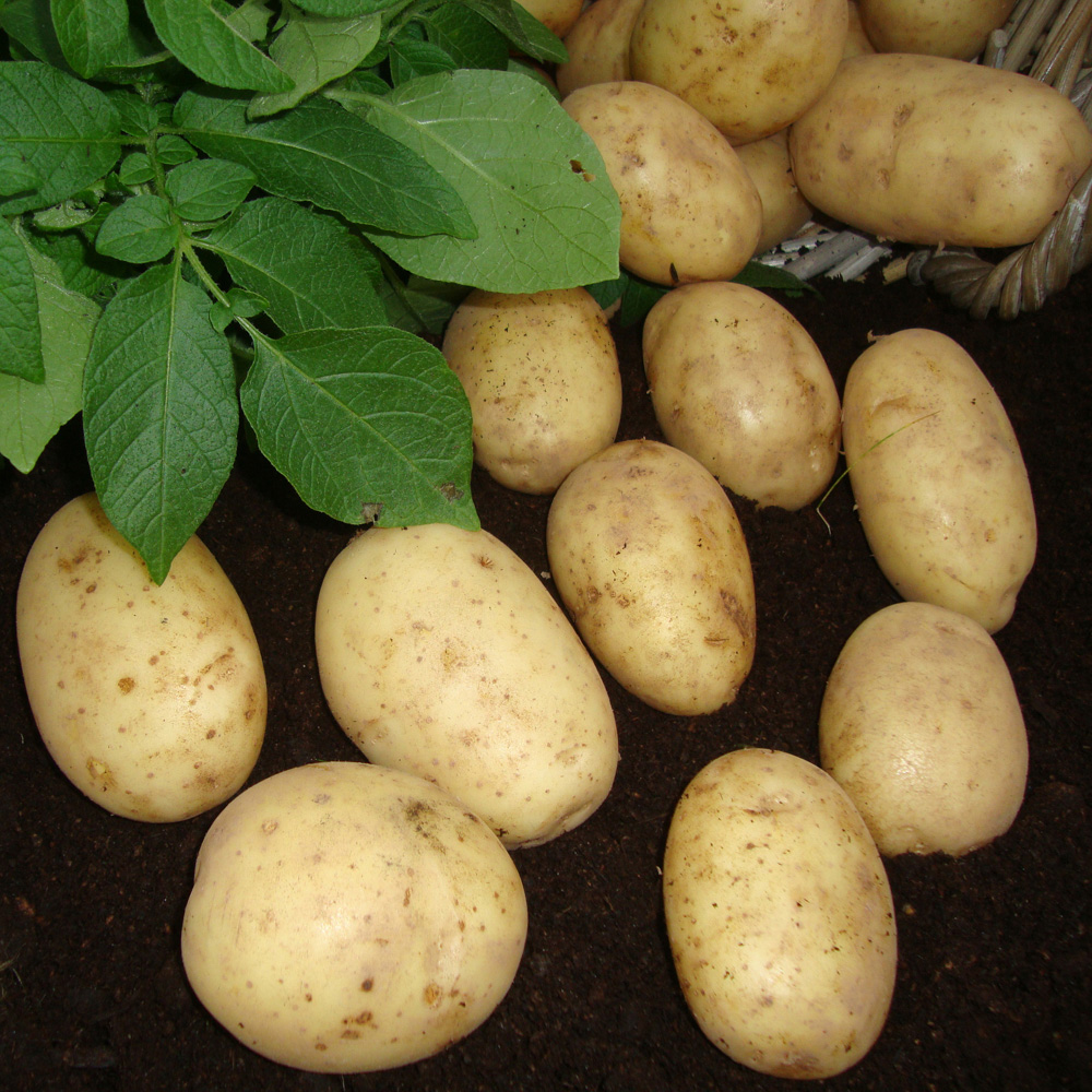 wilko Maris Piper Seed Potato Tubers Maincrop 2.5kg Image 2