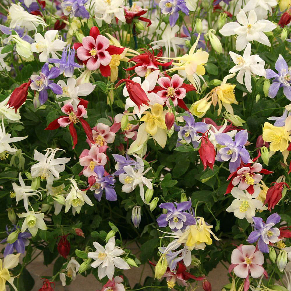 Thompson and Morgan Everlasting Perennial Collection Bare Root 60 Pack Image 7