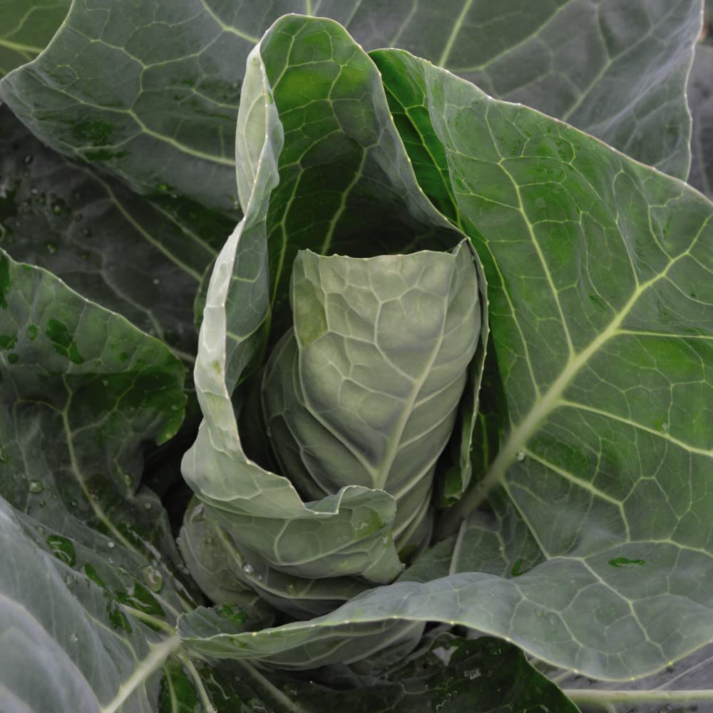 Thompson and Morgan Cabbage Summer Jewel F1 Hybrid Seeds Image 1
