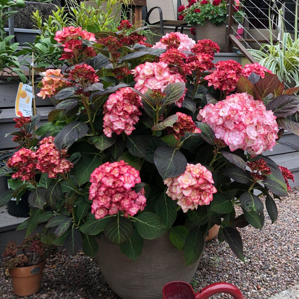 Thompson and Morgan Hydrangea Miss Saori Plant Pot 9cm Image 5