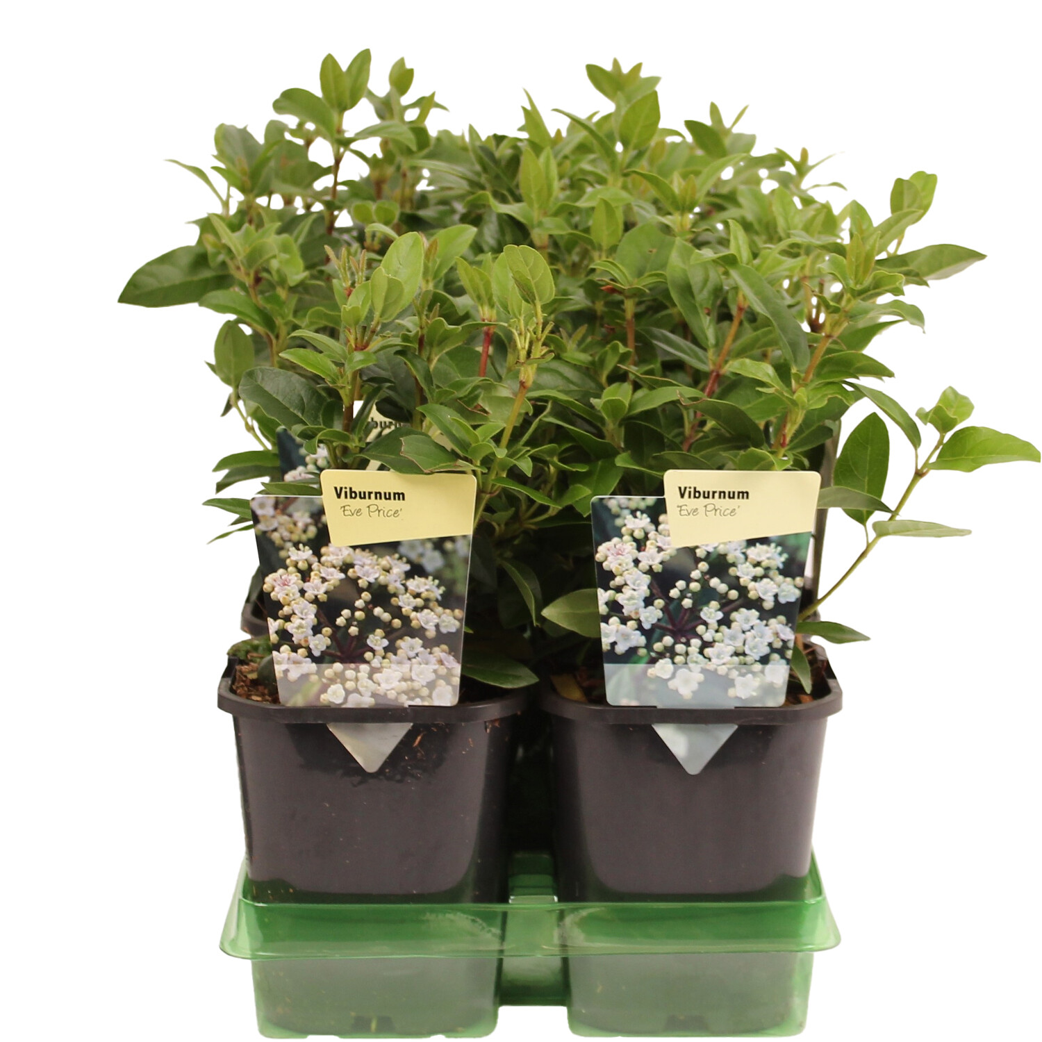 Viburnum Tinus Eve Price - Green Image 2