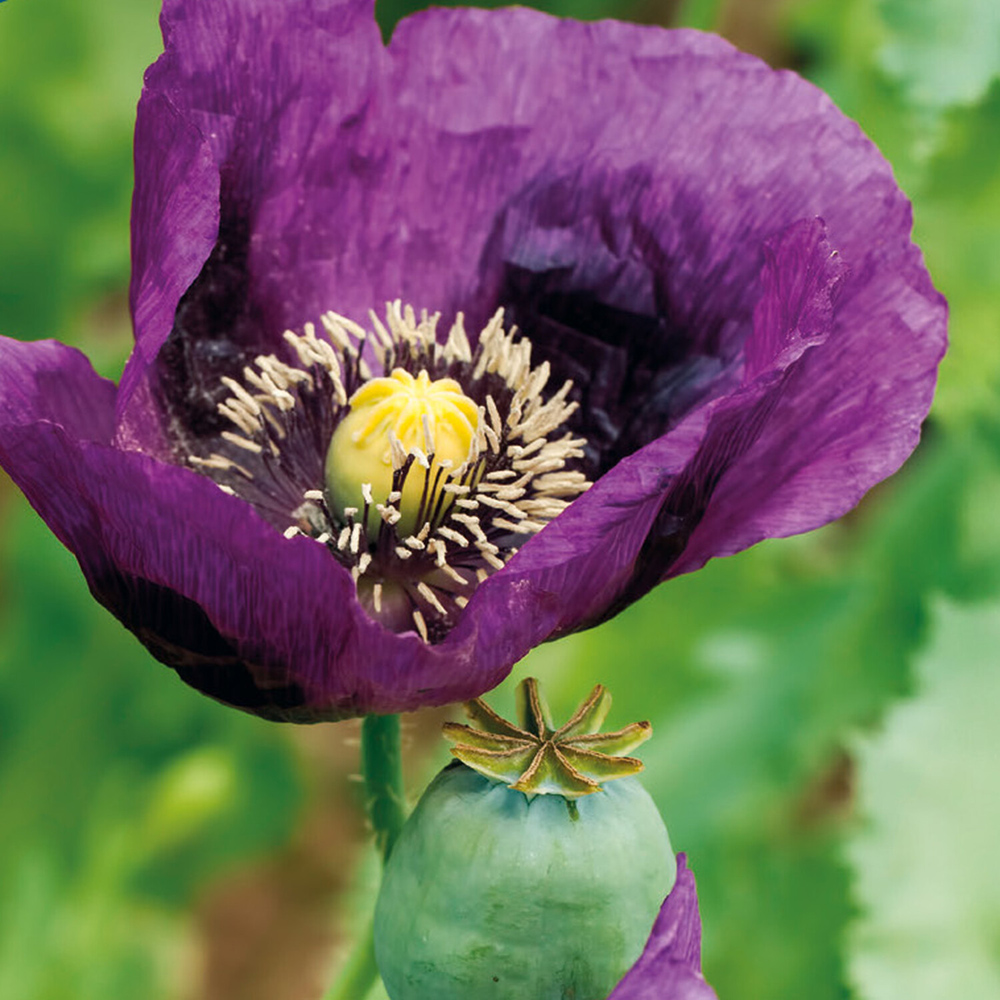 Pack of Poppy Laurens Grape Flower Seeds Image 2