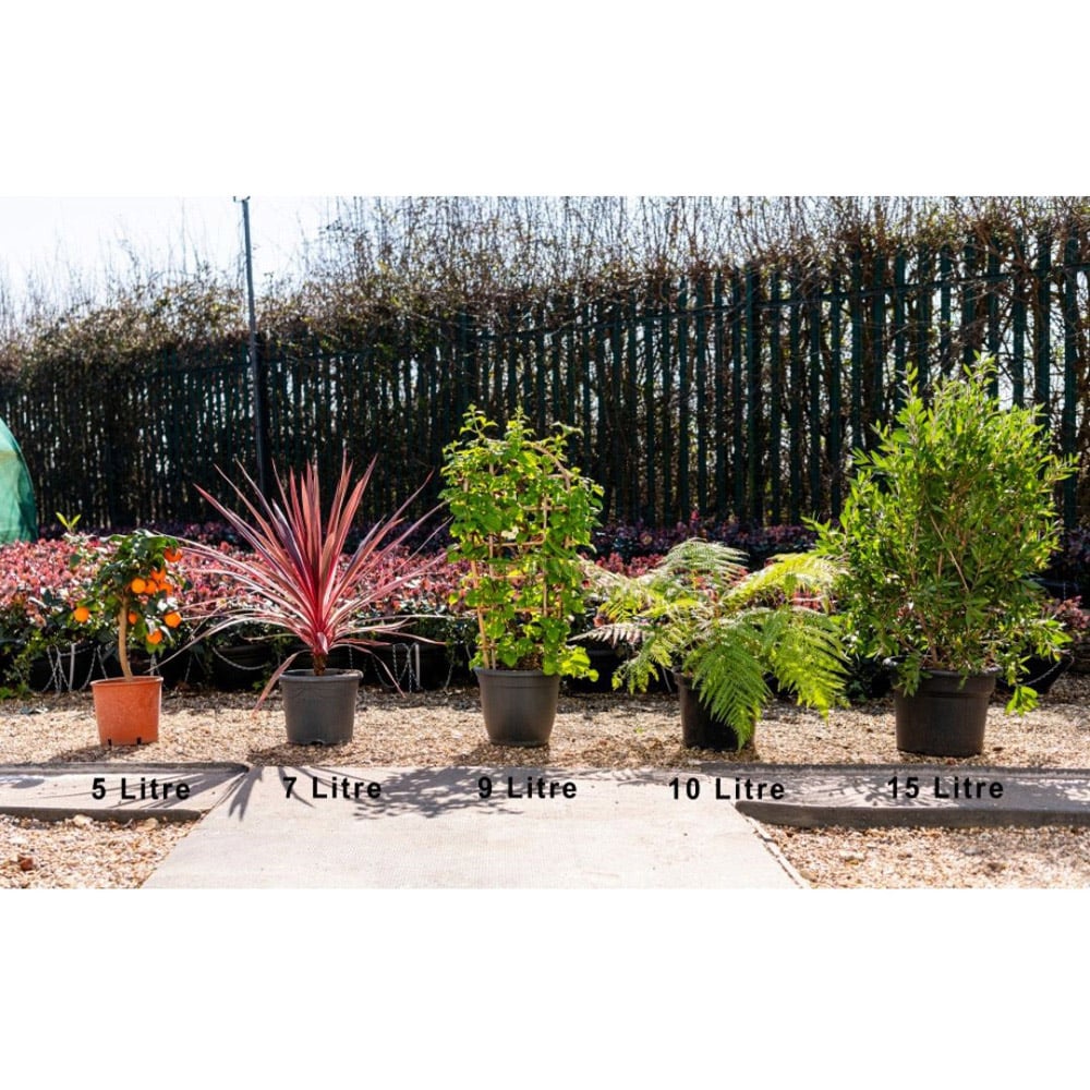 Thompson and Morgan Rubus Raspberry Tree Hararasp with 5L Pot Image 5