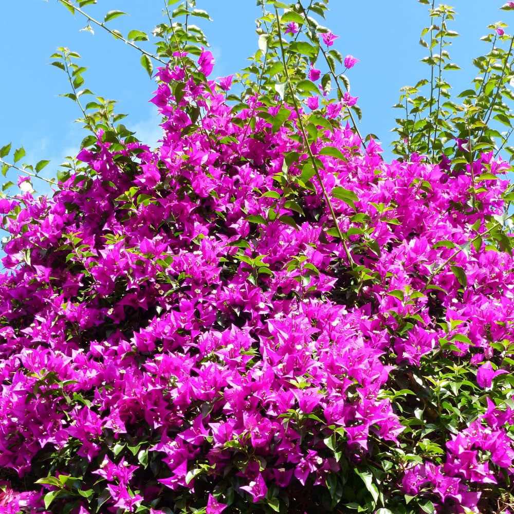 Thompson and Morgan Bougainvillea Alexandra Pyramid Plant Pot 17cm Image 3