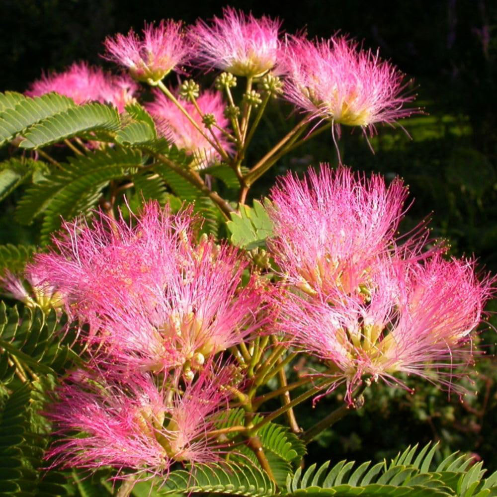 Thompson and Morgan Albizia Julibrissin Tropical Dream Plant Pot 3L Image 2
