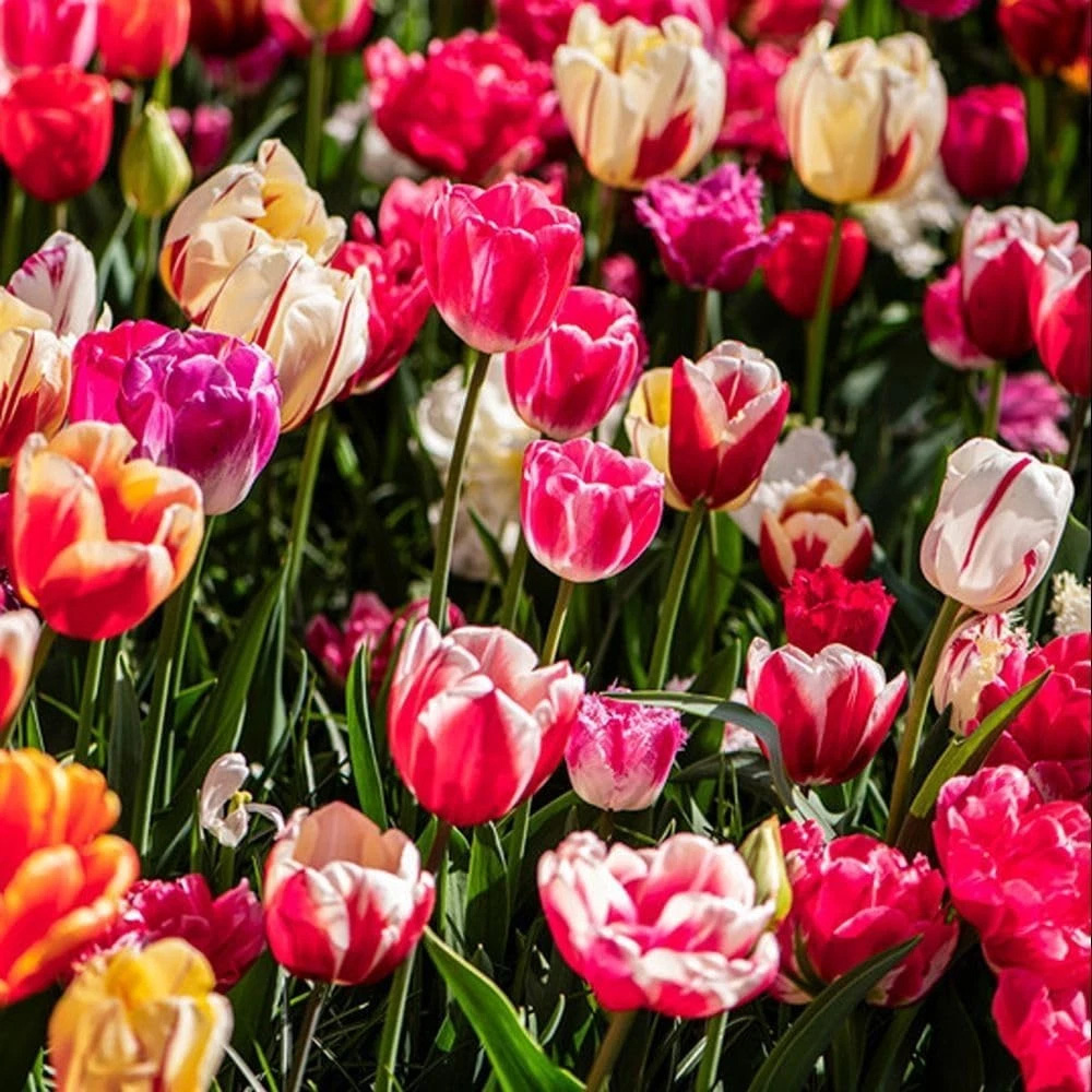 Thompson and Morgan Tulip Cutting Mixed Planting Bulb 40 Pack Image 1