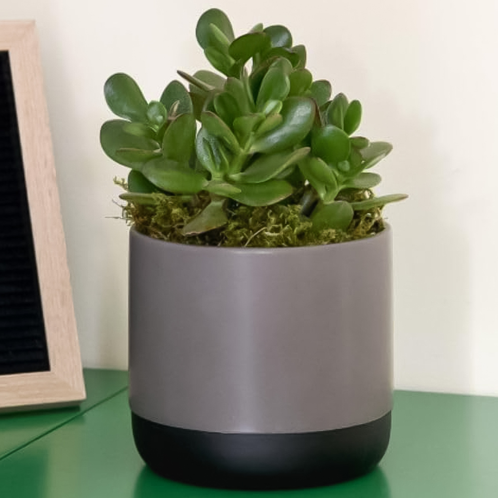 Thompson and Morgan Crassula Hulk Potted Plant 12cm 3 Pack Image 1