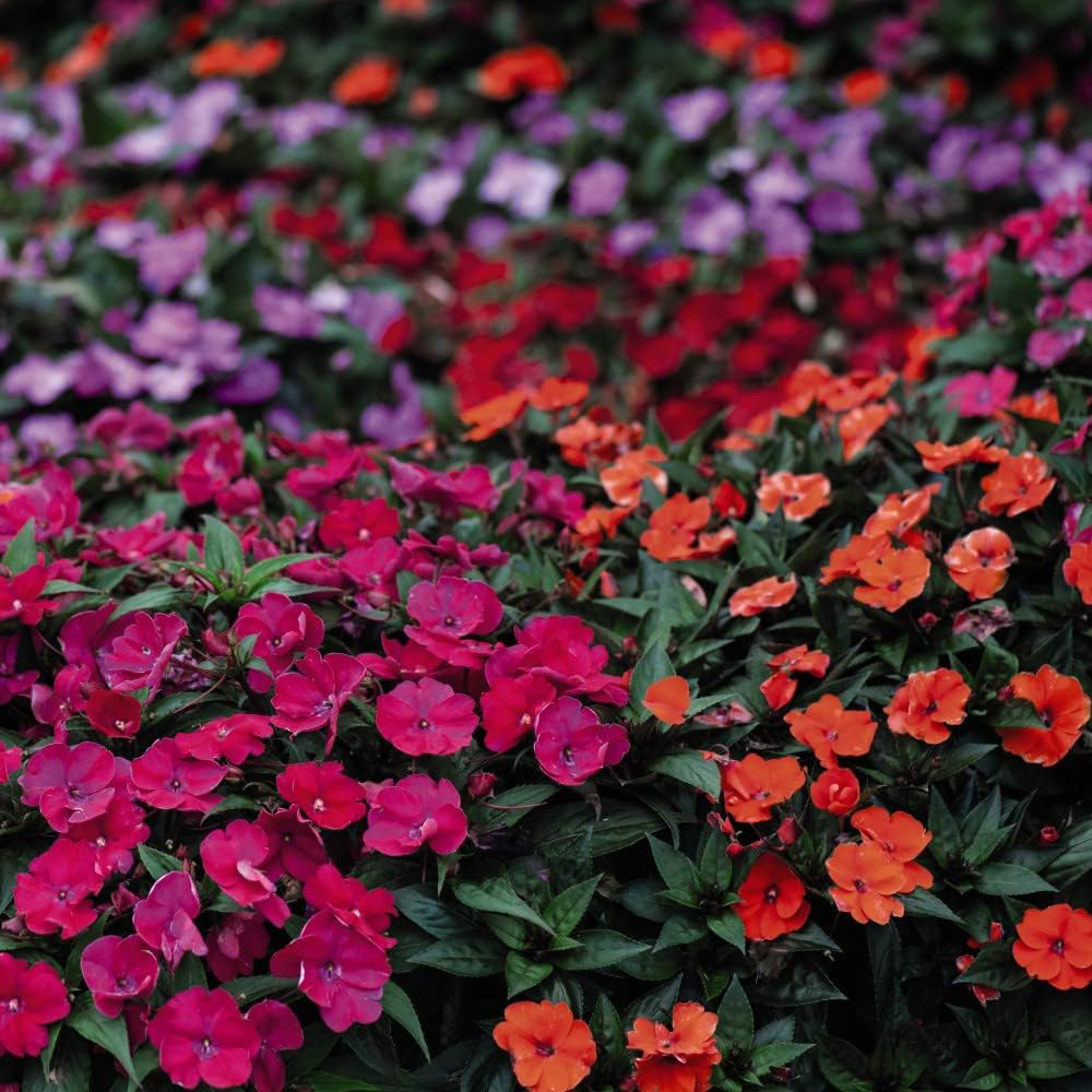 Thompson and Morgan Nurserymans Summer Favourites Garden Ready Plant 120 Pack Image 4